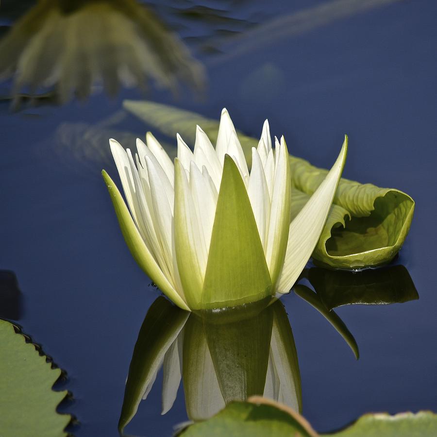 Crystal Waterlily Photograph by Tana Reiff