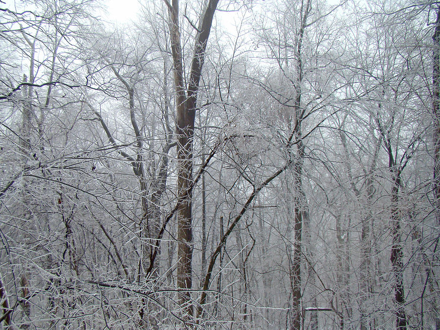 Crystal Woods Photograph by Carol Senske - Fine Art America