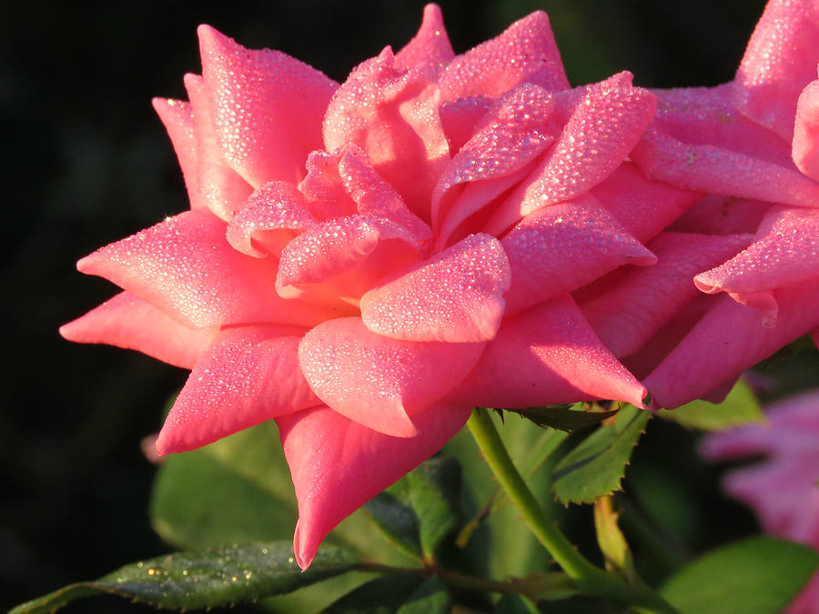 Crystalline Dewdrops On Pink Rose Photograph
