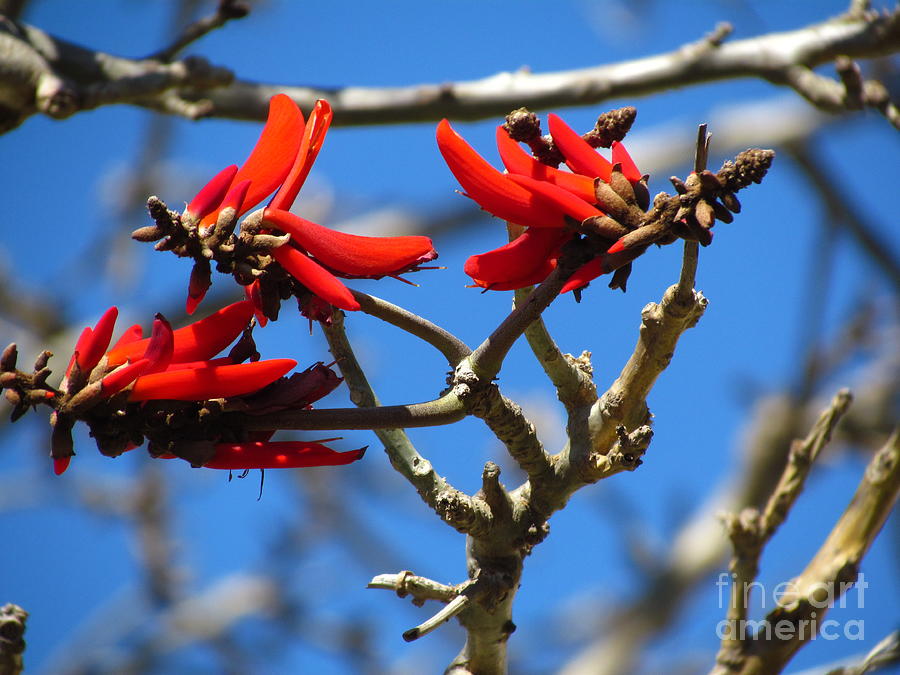 Flowering Tree in Malta Photograph by Donica Abbinett - Pixels