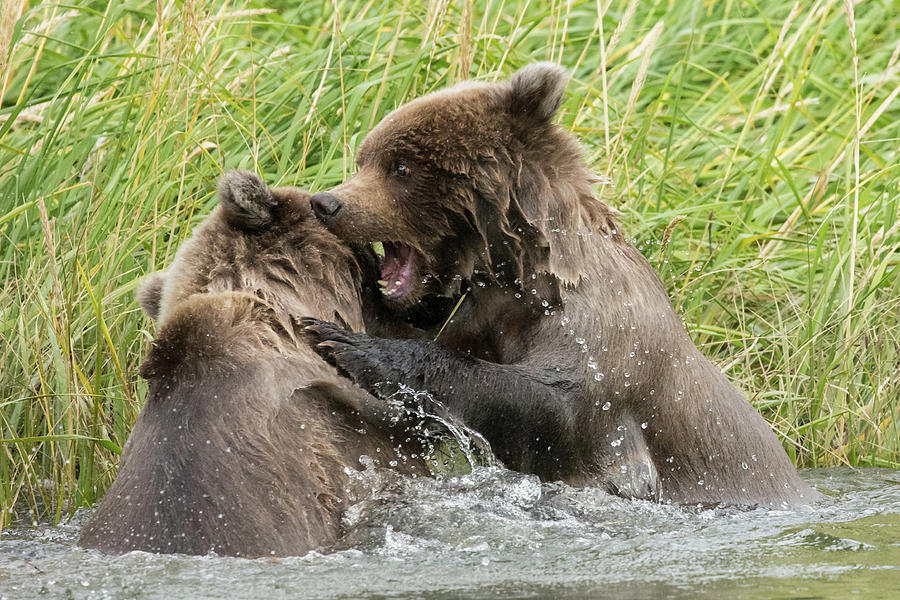 Cub Play Photograph by Linda Cullivan - Pixels