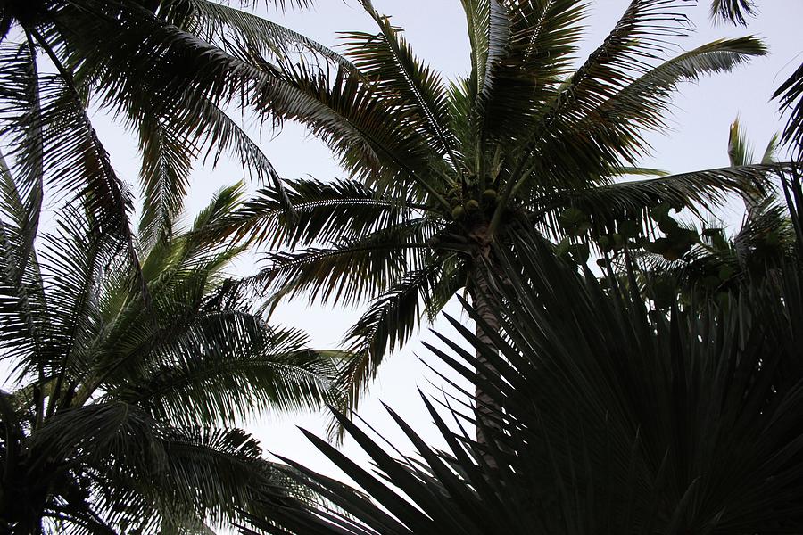 Cuba Palm Trees Photograph by Ryan Ramos - Pixels