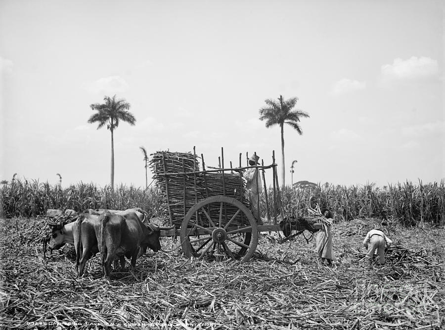 Cuba: Sugar Plantation Photograph by Granger