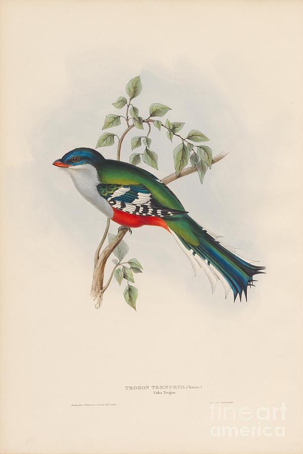 Cuba Trogon Painting by Celestial Images
