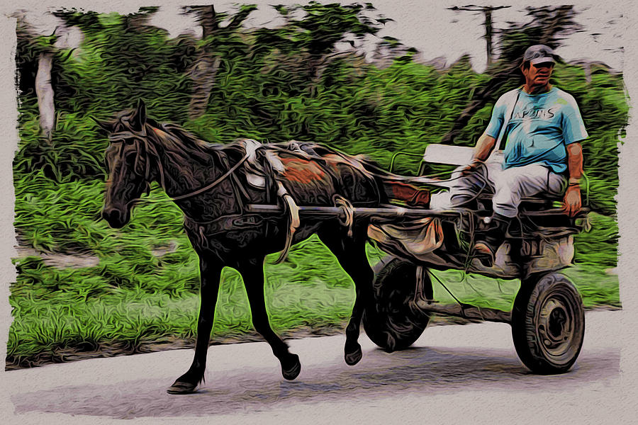 Cuba Working Horse Photograph by Alice Gipson