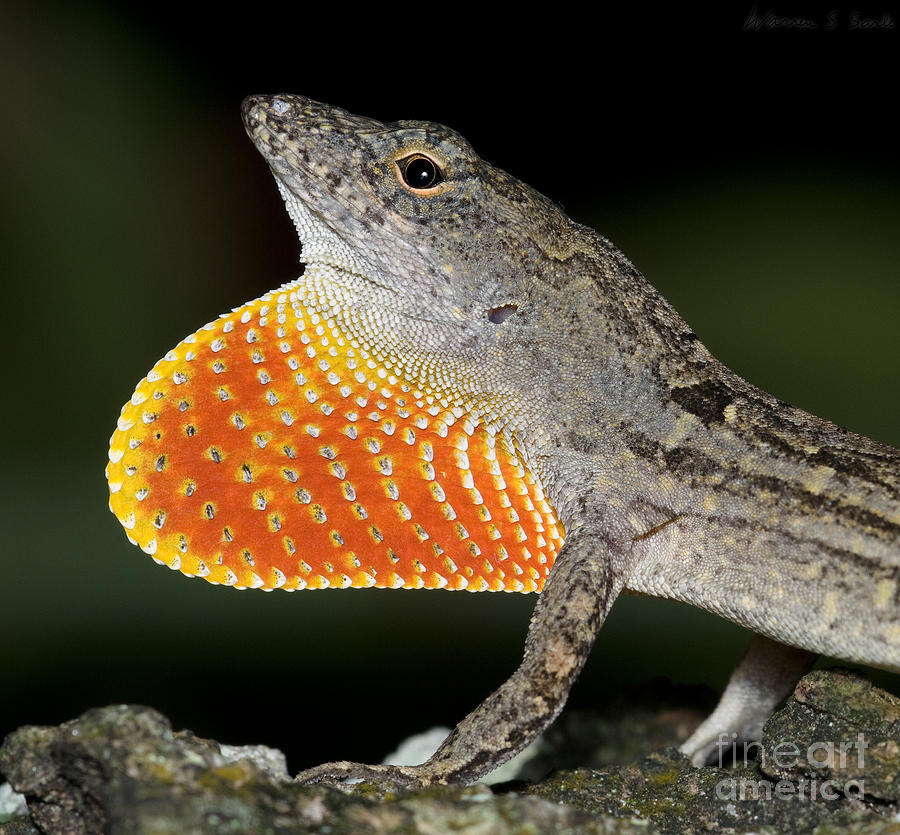 Cuban Anole Displaying Photograph by Warren Sarle