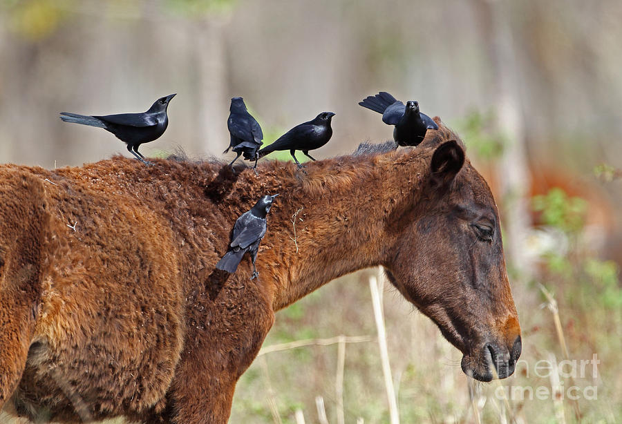 Blackbird Photograph - Cuban Blackbirds On Horse by Neil Bowman/FLPA