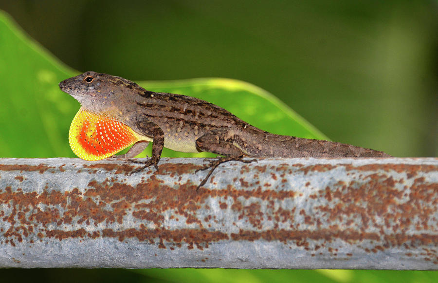 Cuban Brown Anole Photograph by David Lee Thompson