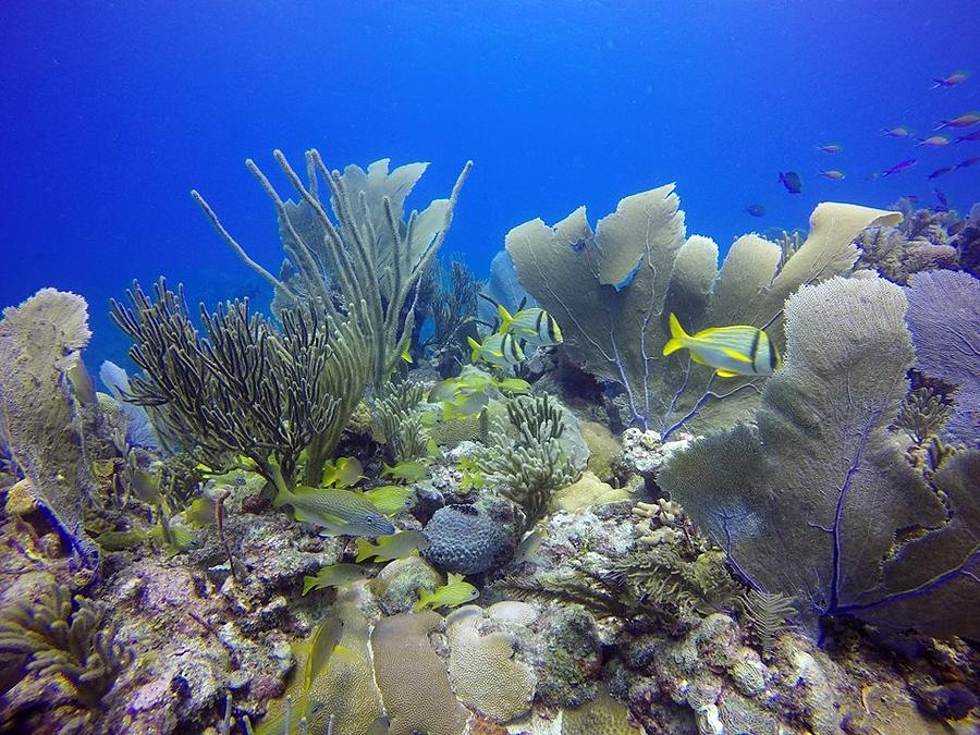 cuban coral reefs