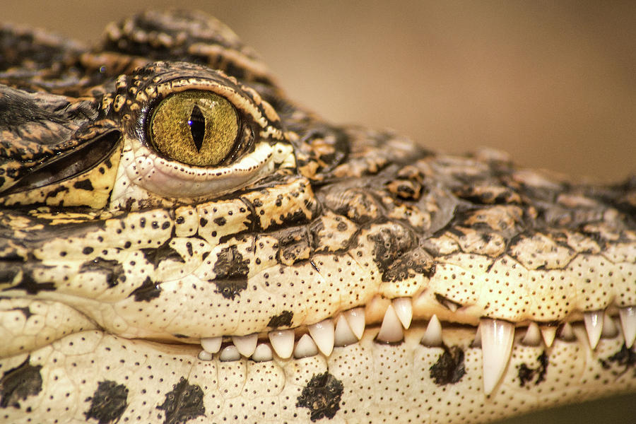 Cuban Croc Smile Photograph by Don Johnson
