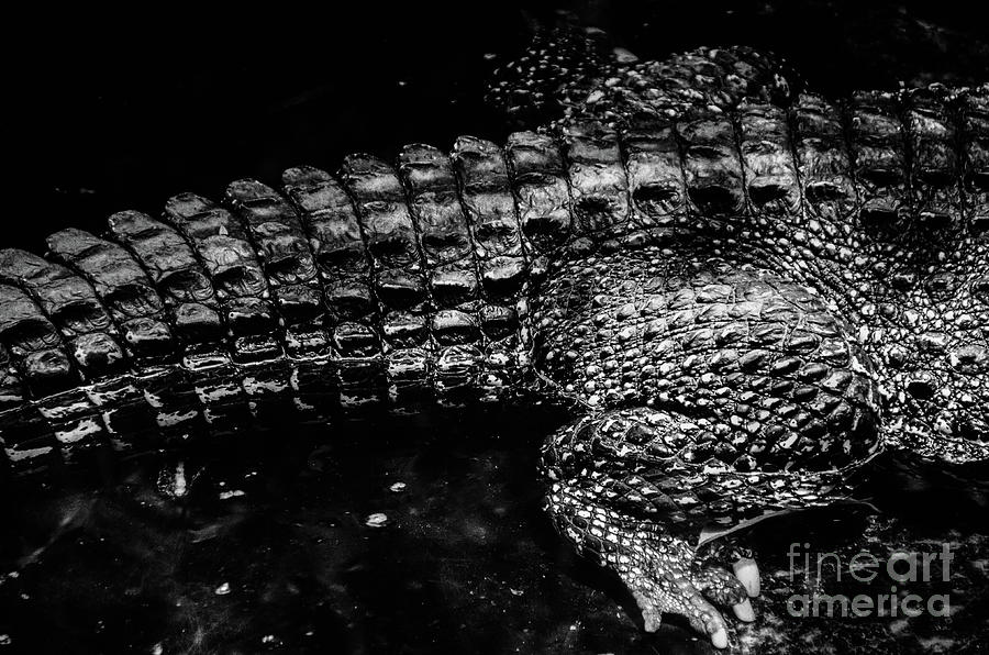 Cuban Crocodile Photograph by Jonas Luis