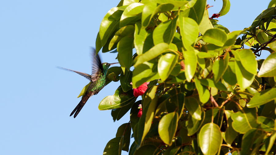 Cuban Emerald Hummingbird Photograph by David Beebe