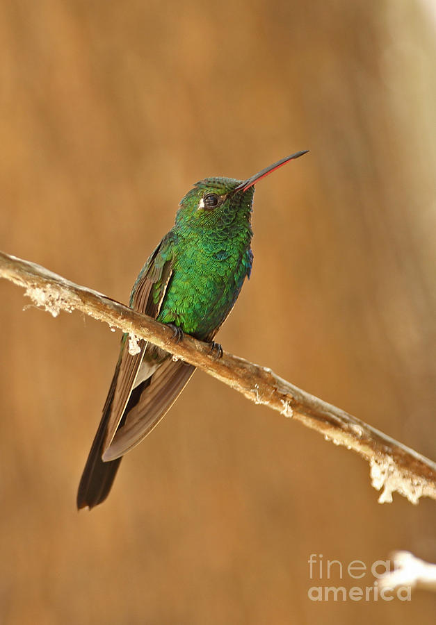 Hummingbird Photograph - Cuban Emerald Hummingbird by Neil Bowman/FLPA