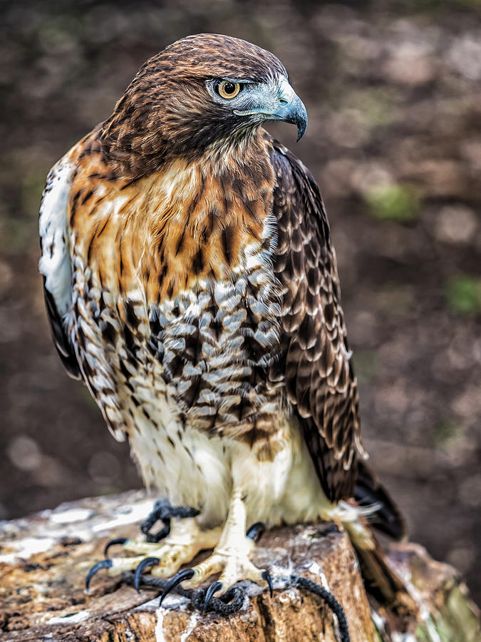 Cuban Hawk Photograph by Robin Zygelman