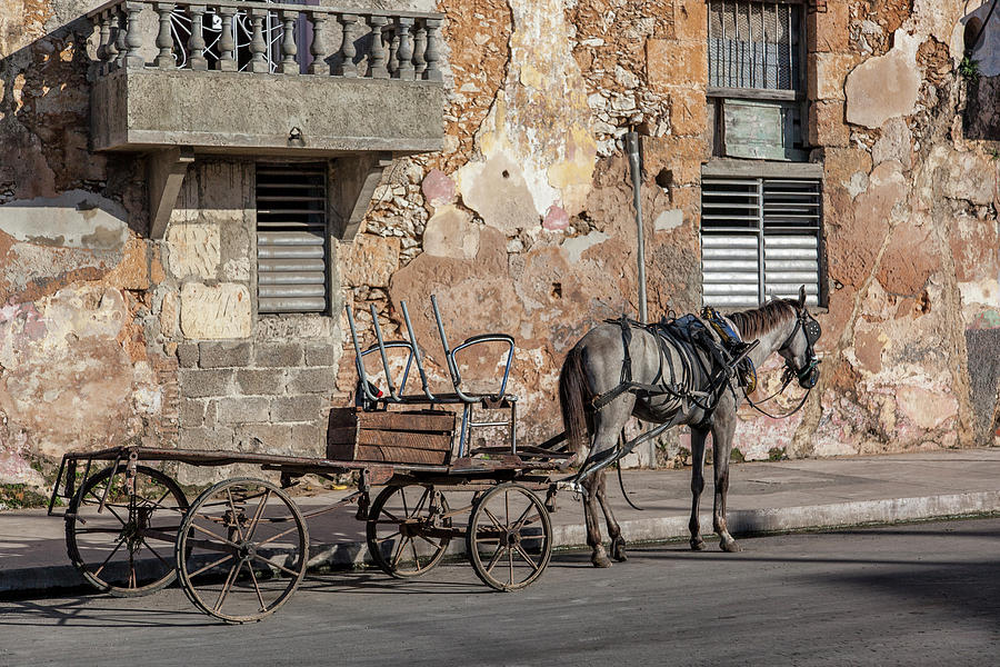 Cuban Horse Power FC Photograph by Erron Cuban Horse Power FC Photograph by Erron