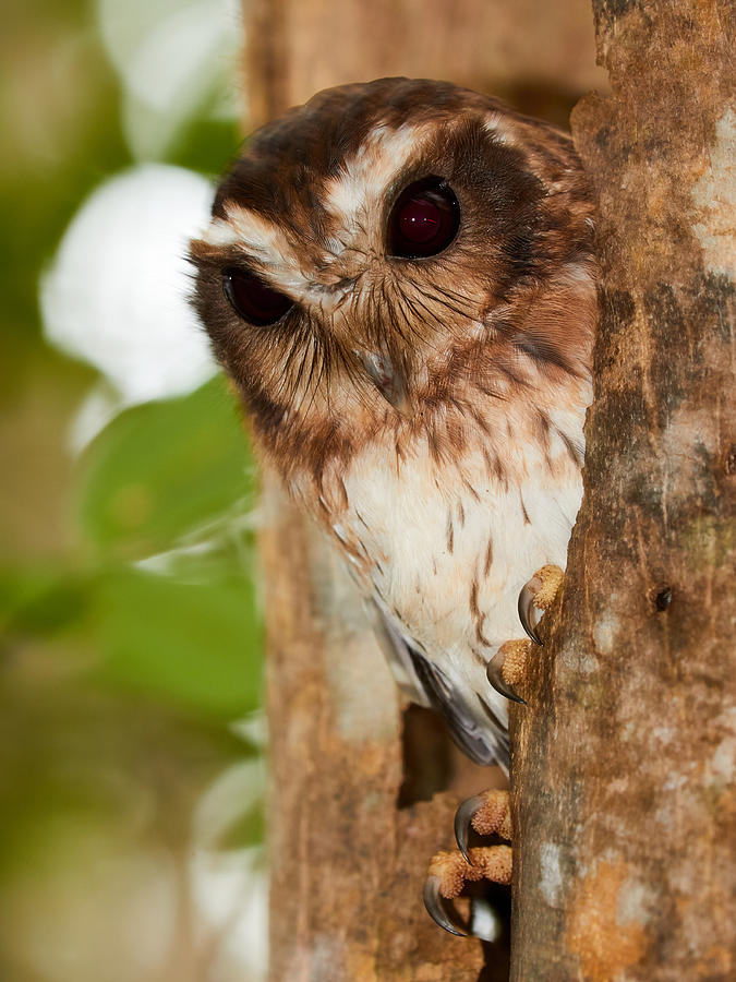Cuban Screech Owl Photograph by David Beebe