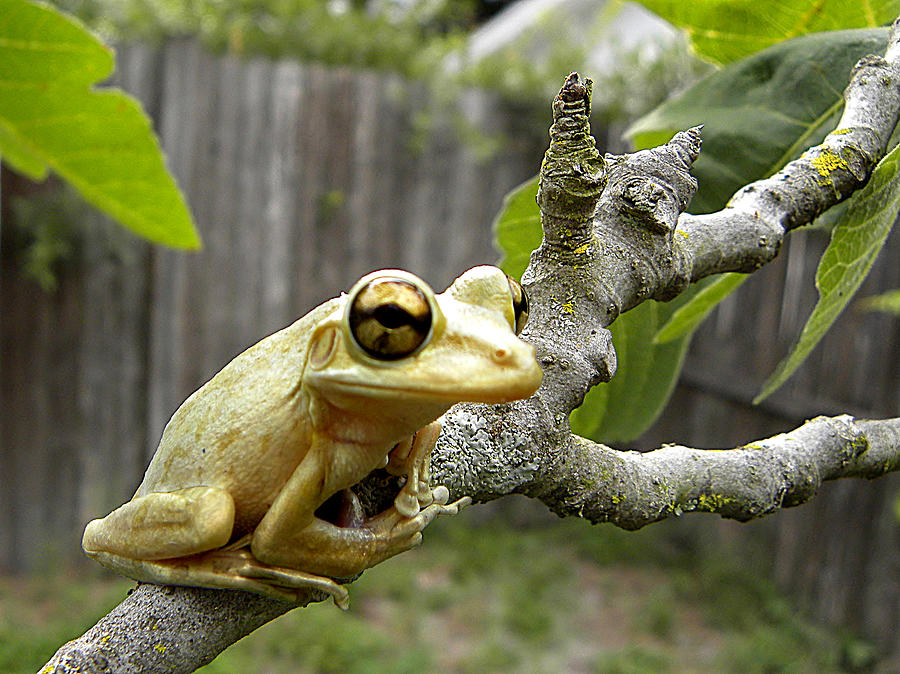 Cuban Tree Frog 001 Photograph by Christopher Mercer