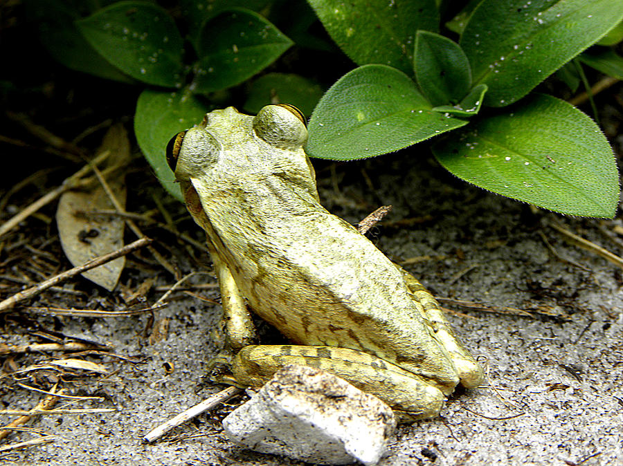 Cuban Tree Frog 002  Photograph by Christopher Mercer