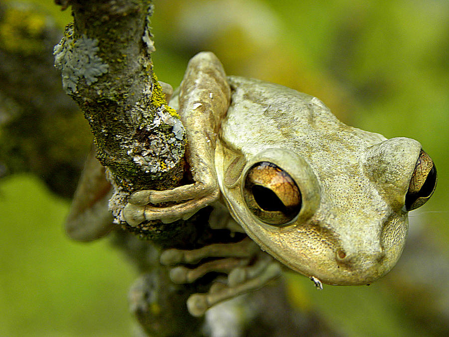 Cuban Tree Frog  Photograph by Christopher Mercer