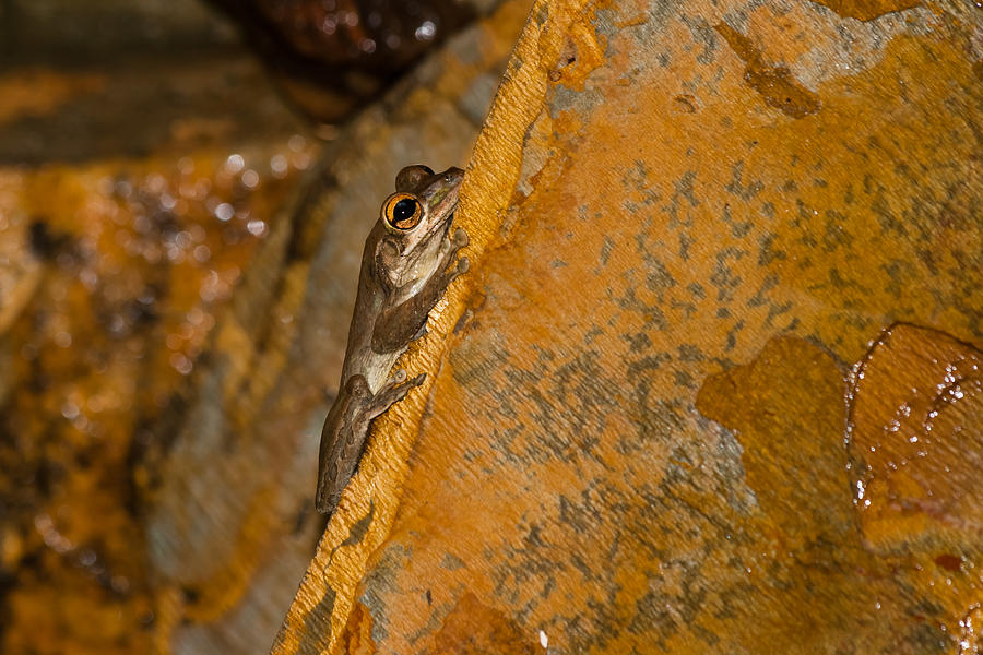 Cuban Tree Frog Photograph by Ed Gleichman