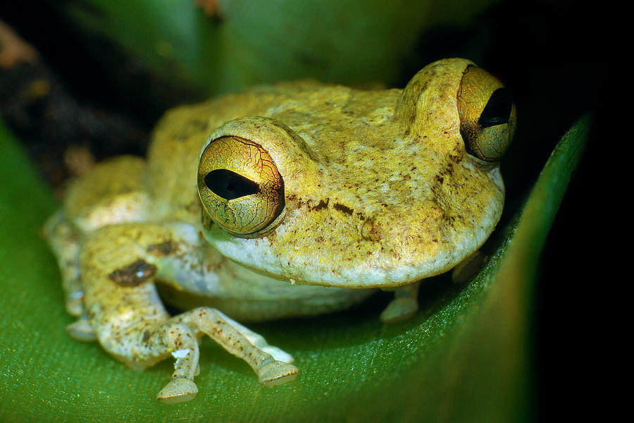 Cuban Tree Frog Photograph by Larah McElroy