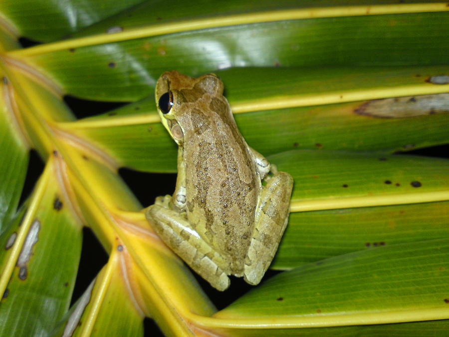 Cuban Tree Frog On Palm Frond Photograph by Lynda Dawson-Youngclaus