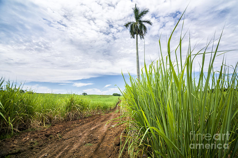 Caribbean Photograph - Cuba sugar plantation by Jose Rey