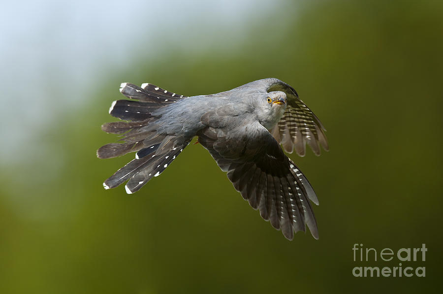 Cuckoo Photograph - Cuckoo Flying by Steen Drozd Lund