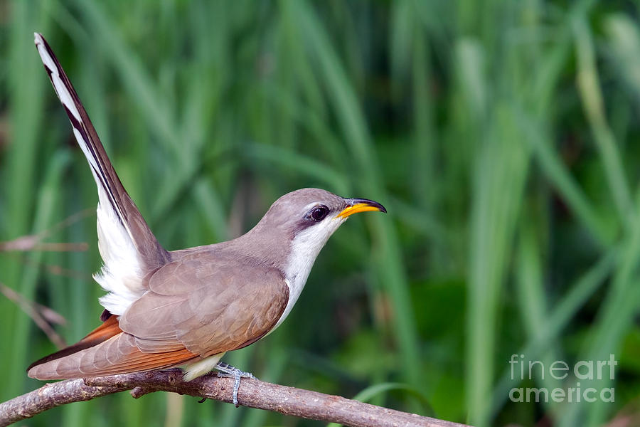 Cuckoo for You Photograph by Gary Holmes