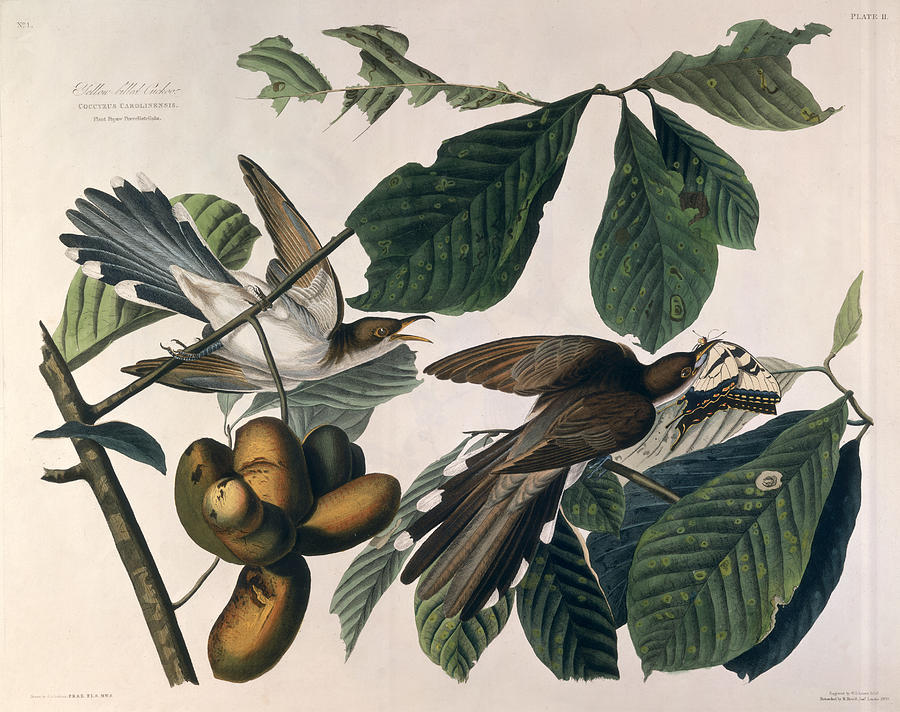 Cuckoo Drawing by John James Audubon