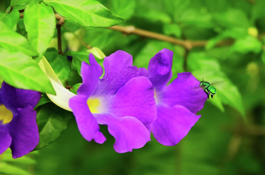 Cuckoo Wasp Darting into Purple Flower Photograph by Artful Imagery