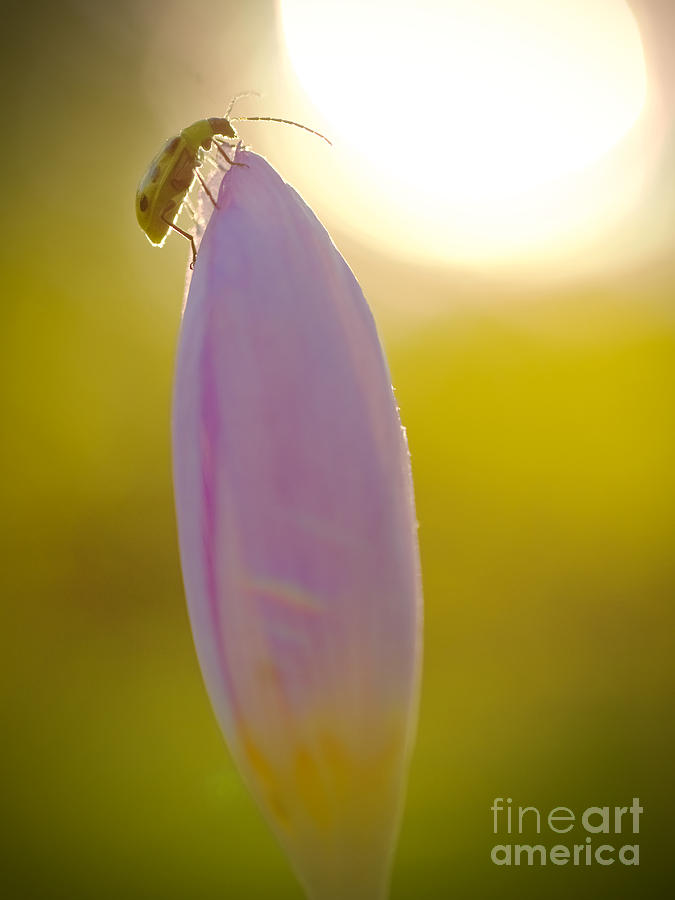 Cucumber Beetle in the Sun Photograph by Rachel Morrison
