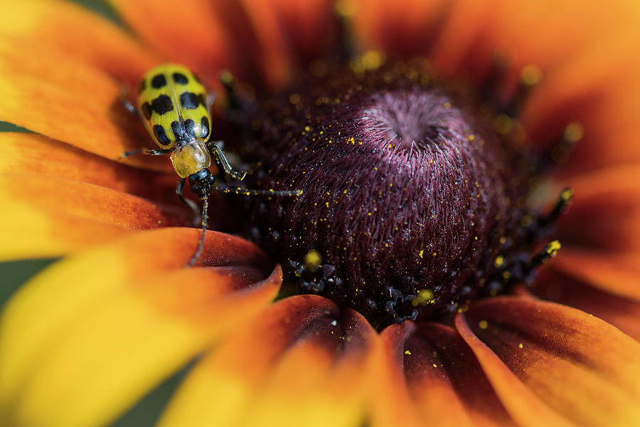 Cucumber Beetle Photograph by Robert Potts