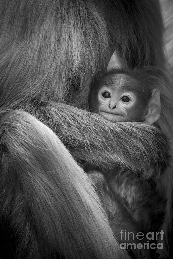Cuddle Photograph by Hitendra SINKAR