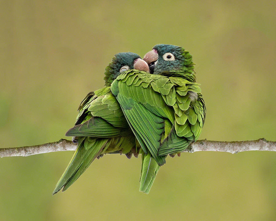Cuddle Time Photograph by Dawn Currie