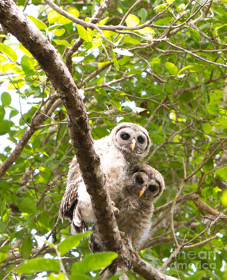 Cuddled Baby Barred Owls Look Ahead Photograph by Natural Focal Point Photography