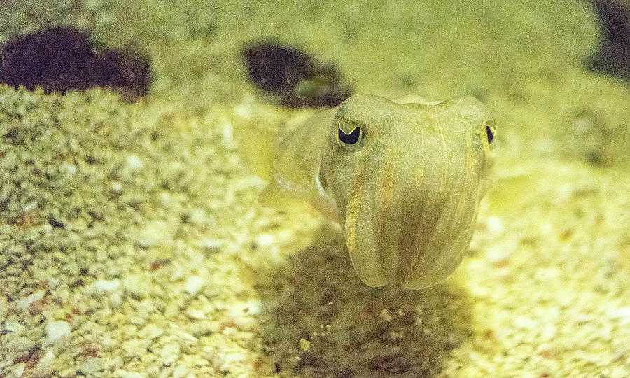 Cuddlefish Eyeball to Eyeball Photograph by Douglas Barnett