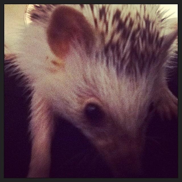 Hedgehog Photograph - Cuddles On Cuddles With The Bae 😘 by Emily Botelho