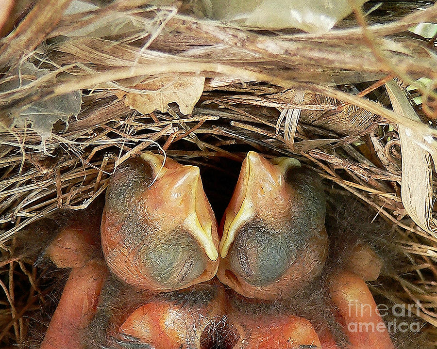 Cardinal Photograph - Cuddling Cardinals by Al Powell Photography USA