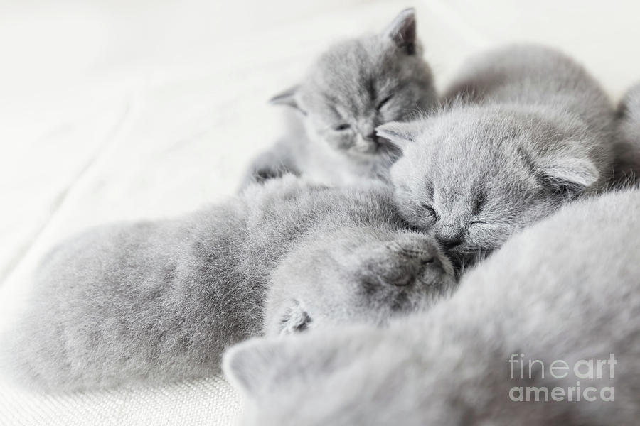 Cuddling cats laying together. British shorthair. Photograph by Michal Bednarek