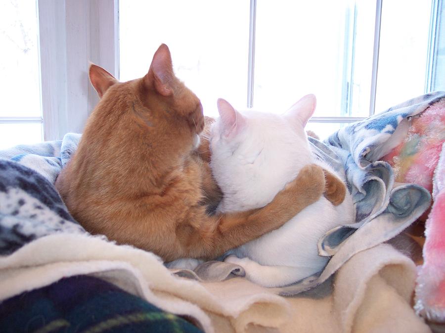 Cuddling Kitties Photograph by Debbie Storie | Pixels