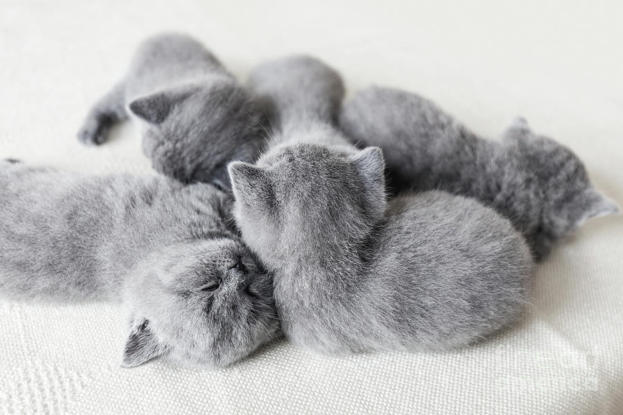 Cuddling little pussycats. British shorthair. Photograph by Michal Bednarek
