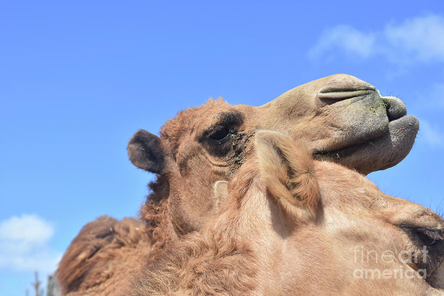 Cuddling Pair of Shaggy Camels with Blue Skies Photograph by DejaVu Designs