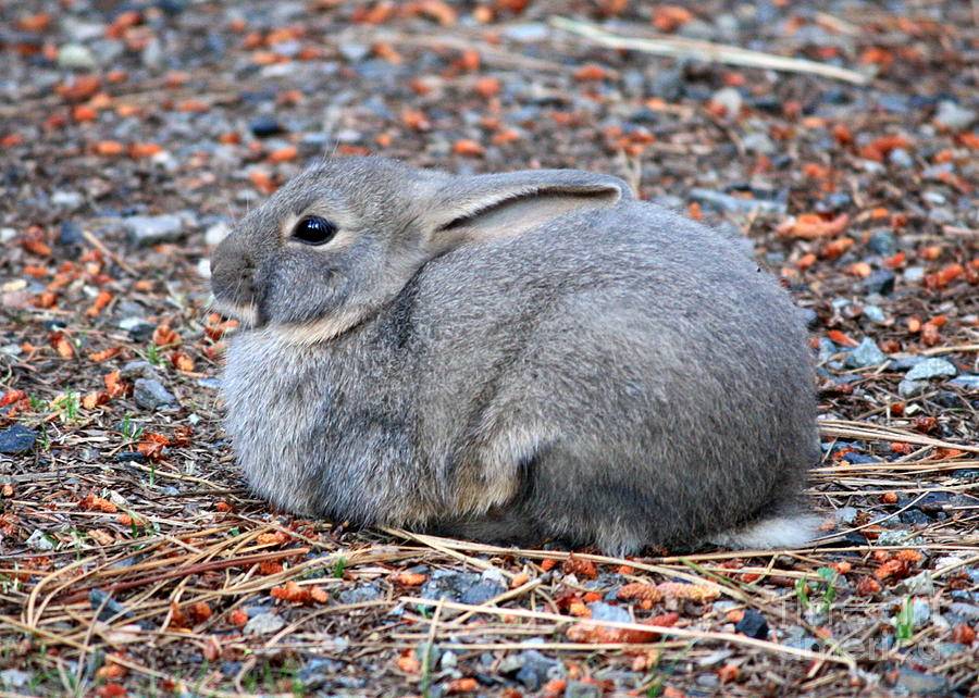 Cuddly Campground Bunny Photograph