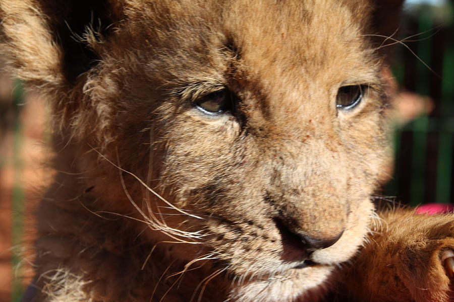 large cuddly lion