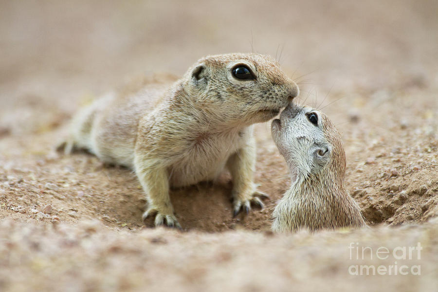 Cuddly Squirrel kisses Photograph by Ruth Jolly