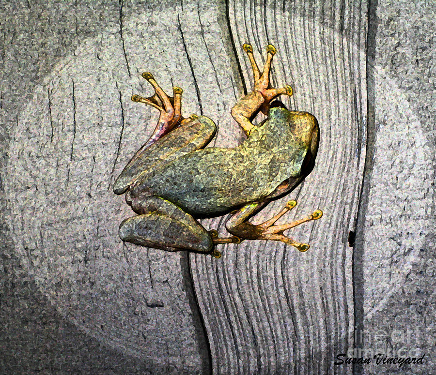 Cudjoe Key Frog Photograph by Susan Vineyard