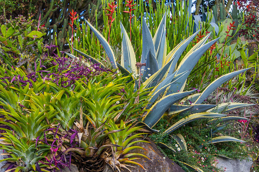 Cuenca Botanical Garden Photograph by Robert McKinstry