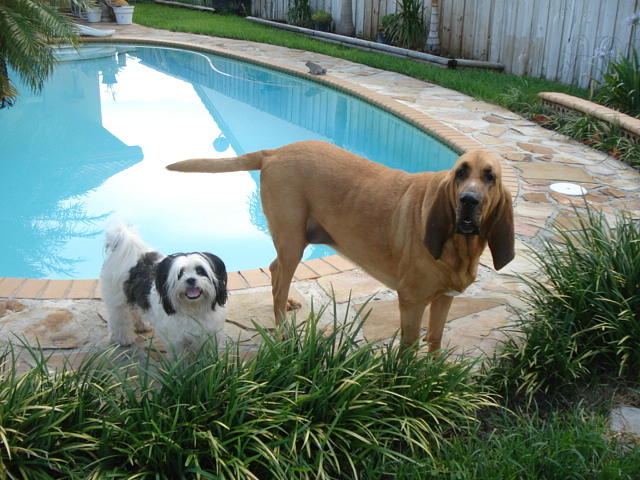 Cujo and Lucky Photograph by Val Oconnor