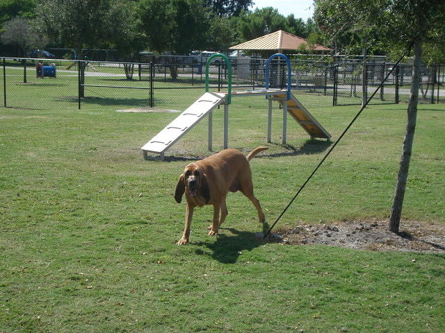 Cujo at the Park Photograph by Val Oconnor